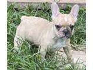 French Bulldog Puppy for sale in Enoree, SC, USA