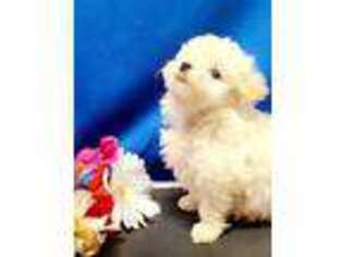 Shih-Poo Puppy for sale in Spring Hill, FL, USA