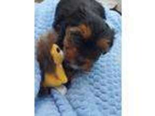 Yorkshire Terrier Puppy for sale in Columbia, MO, USA