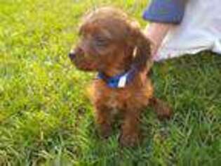 Yorkshire Terrier Puppy for sale in Scottville, MI, USA