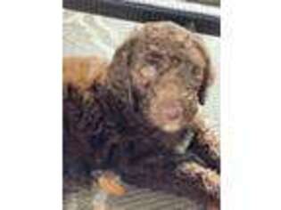 Goldendoodle Puppy for sale in Youngsville, LA, USA