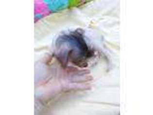Chinese Crested Puppy for sale in Clinton, NC, USA