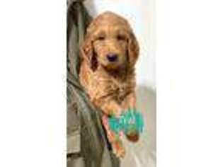 Goldendoodle Puppy for sale in Campbellsburg, IN, USA