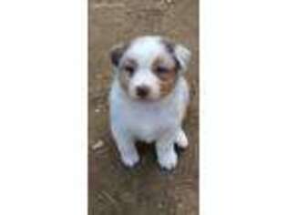 Australian Shepherd Puppy for sale in Voluntown, CT, USA