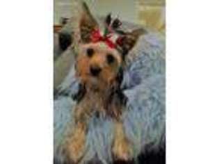 Yorkshire Terrier Puppy for sale in Randolph, MA, USA