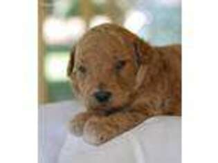 Labradoodle Puppy for sale in Reedley, CA, USA