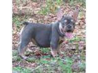 French Bulldog Puppy for sale in Sumterville, FL, USA