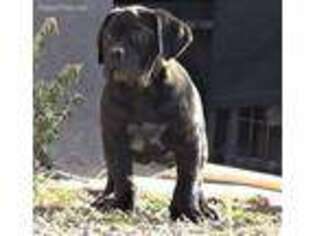 Cane Corso Puppy for sale in Pecos, NM, USA