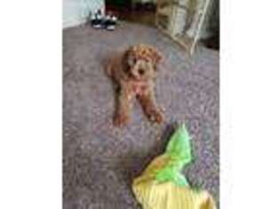 Goldendoodle Puppy for sale in Warfield, KY, USA