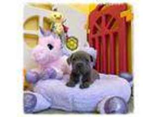 Staffordshire Bull Terrier Puppy for sale in Phoenix, AZ, USA
