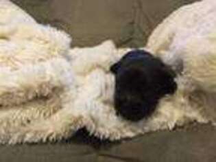 Havanese Puppy for sale in Coeburn, VA, USA