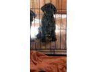 Mastiff Puppy for sale in Peru, IN, USA
