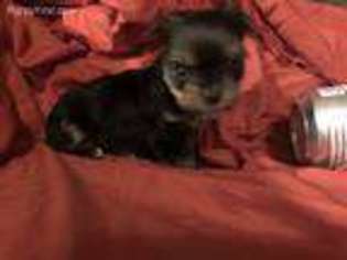Yorkshire Terrier Puppy for sale in Flintstone, GA, USA