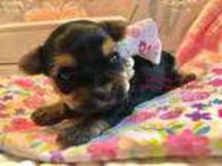 Yorkshire Terrier Puppy for sale in Hampton Bays, NY, USA