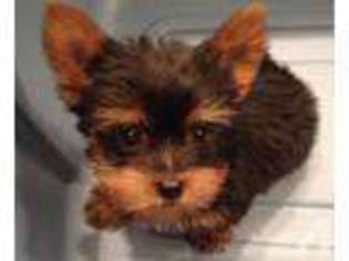 Yorkshire Terrier Puppy for sale in WOOD RIDGE, NJ, USA