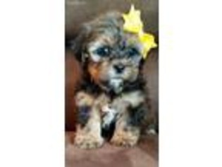 Shorkie Tzu Puppy for sale in Fitzgerald, GA, USA