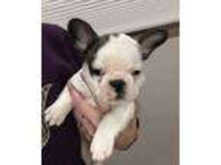 French Bulldog Puppy for sale in Saint George, KS, USA