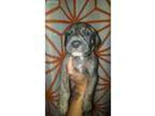 Great Dane Puppy for sale in Roulette, PA, USA