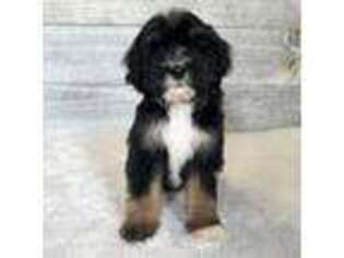 Mutt Puppy for sale in Cochranton, PA, USA