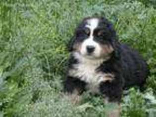 Bernese Mountain Dog Puppy for sale in Comer, GA, USA