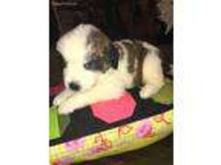 Saint Bernard Puppy for sale in Roswell, NM, USA