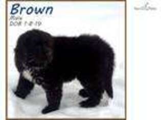 Newfoundland Puppy for sale in Grand Island, NE, USA