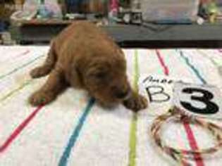 Goldendoodle Puppy for sale in Ivanhoe, TX, USA