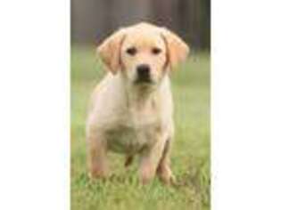 Labrador Retriever Puppy for sale in Gainesville, TX, USA