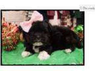 Havanese Puppy for sale in Saint Louis, MO, USA