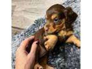 Dachshund Puppy for sale in Hudson, FL, USA