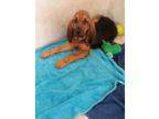 Bloodhound Puppy for sale in Wright, WY, USA
