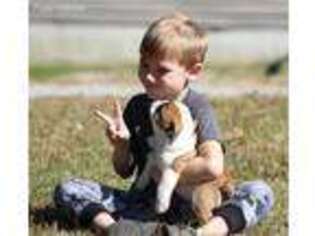 Bulldog Puppy for sale in Arma, KS, USA