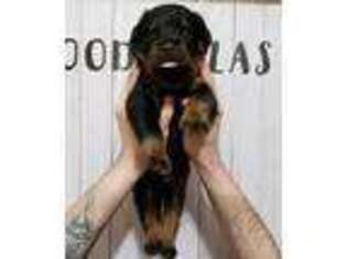 Rottweiler Puppy for sale in Wabash, IN, USA