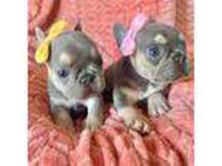 French Bulldog Puppy for sale in Ladera Ranch, CA, USA