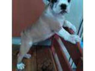 Olde English Bulldogge Puppy for sale in Granby, MO, USA