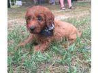 Goldendoodle Puppy for sale in Perry, AR, USA