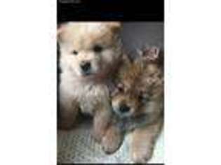 Chow Chow Puppy for sale in Owensboro, KY, USA