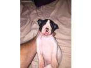 Great Dane Puppy for sale in Bryan, TX, USA