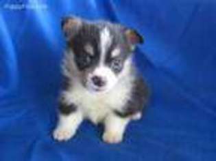 Pembroke Welsh Corgi Puppy for sale in Peralta, NM, USA