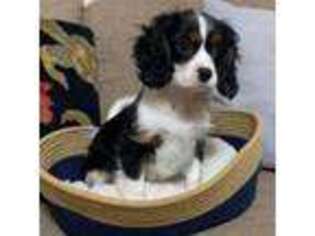 Cavalier King Charles Spaniel Puppy for sale in Dandridge, TN, USA