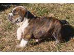 Bulldog Puppy for sale in Ravenna, NE, USA