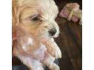 Mutt Puppy for sale in Gordon, GA, USA