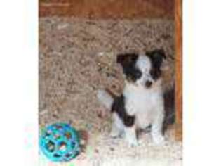 Miniature Australian Shepherd Puppy for sale in Denver, CO, USA