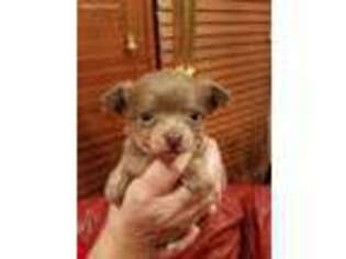 Chihuahua Puppy for sale in Lebanon, OH, USA