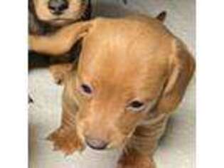 Dachshund Puppy for sale in Burlington, CO, USA