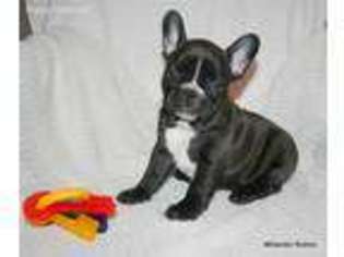 French Bulldog Puppy for sale in Salem, AL, USA