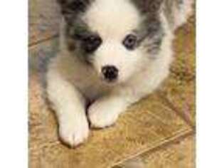 Siberian Husky Puppy for sale in Pilot Point, TX, USA