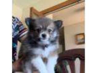 Pomeranian Puppy for sale in Tracy, CA, USA