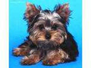 Yorkshire Terrier Puppy for sale in Crestline, OH, USA