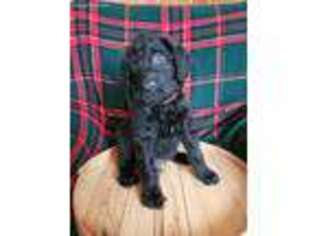 Labradoodle Puppy for sale in Denver, IA, USA